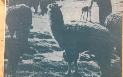 Muspa Uywani, Muspa llapuni