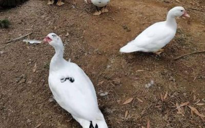 Pato